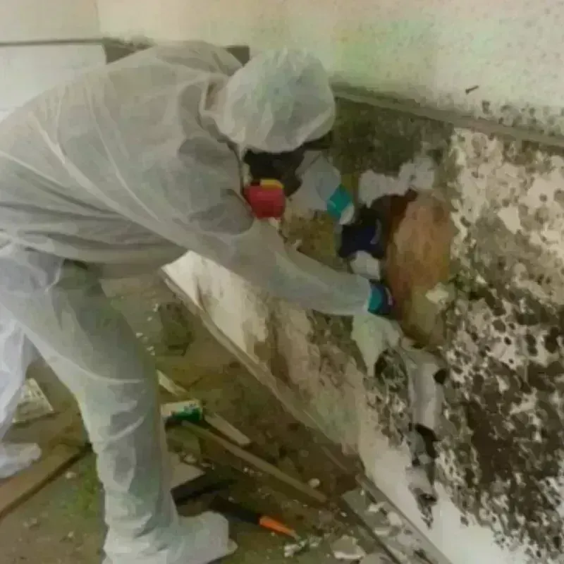 Mold Remediation and Removal in Valley Falls, KS